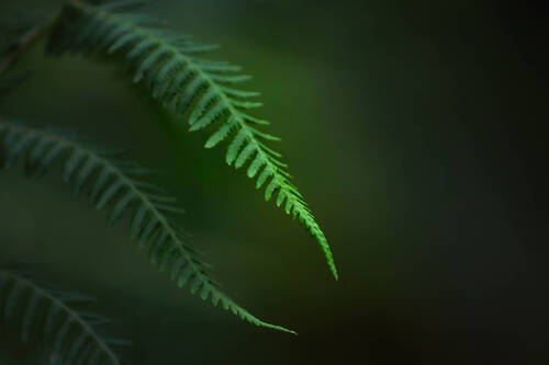 Green-it